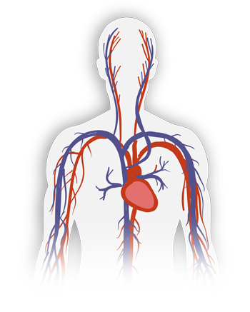 Ilustração do corpo humano