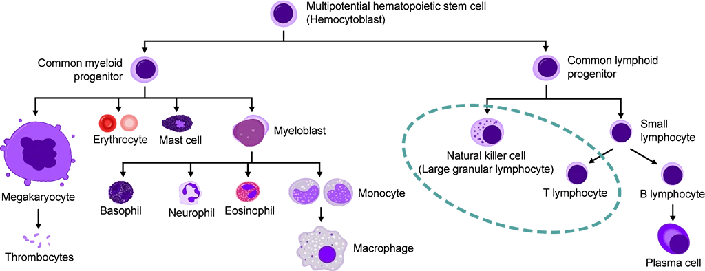 Ilustração explicativa sobre as células CAR-T e NK