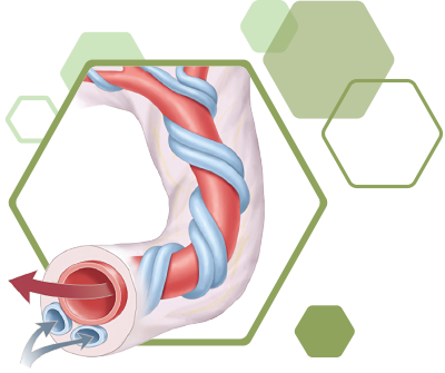 Ilustração de Cordão Umbilical